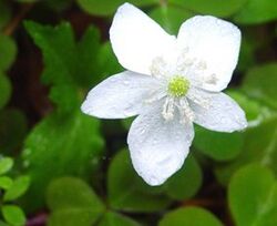 Windflower Anemone deltoidea 2.JPG