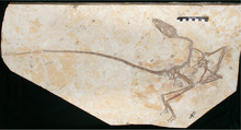 Wulong bohaiensis full skeleton.png