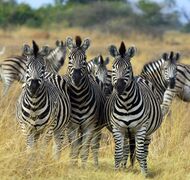 A group of six plains zebra
