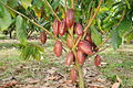Árbol Cacao.JPG