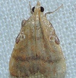 - 5571 – Condylolomia participalis – Drab Condylolomia Moth (16199683336).jpg