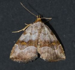 - 8407 – Oxycilla malaca – Bent-lined Tan Moth (20038901464).jpg