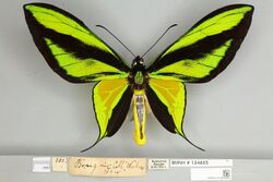 013605460 Ornithoptera paradisea dorsal male.jpg