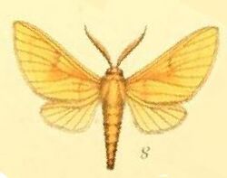 08-Automolis subulva (Mabille, 1884) (Automolis syntomia).JPG