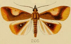 205-Calamochrous albipunctalis Kenrick, 1907.JPG