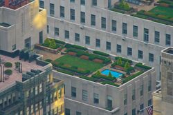 Flat rooftop with greenery and a small rectangular pool