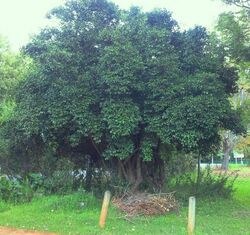 5 - small Canthium inerme tree - Cape Town.jpg