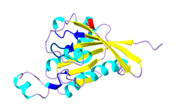 ARAC11 Rac-like GTP-Binding Protein.png