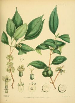A hand-book to the flora of Ceylon (Plate L) (6430649443).jpg