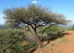 Acacia nilotica, Wonderboom Natuurreservaat.jpg