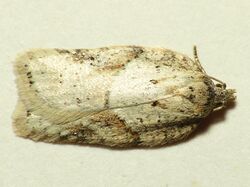 Acleris logiana.jpg