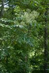 Aralia spinosa Arkansas.jpg