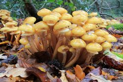 Armillaria mellea, Honey Fungus, UK 1.jpg