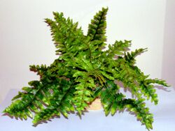 Artificial fern.JPG