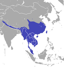 Asian Gray Shrew area.png
