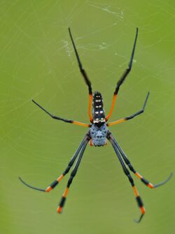 Banded Golden Orb-web Spider (Nephila senegalensis) (13928592686).jpg