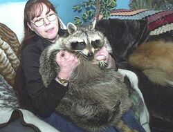 Bandit raccoon with owner.jpg