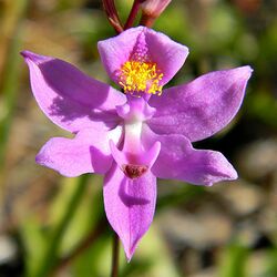 Bearded Grass Pink Orchid (5433321237).jpg