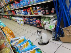 Bodega Cat Greenpoint.jpg