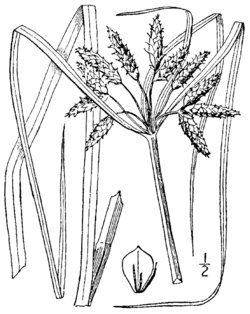 Bolboschoenus novae-angliae BB-1913.png