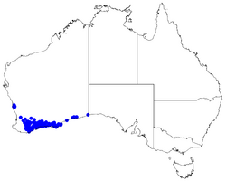 Boronia crassifolia DistMap25.png