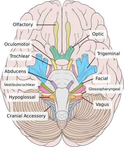 File:Brain human normal inferior view with labels en.svg