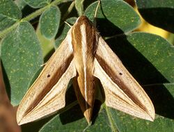 Brown-Banded Hunter Hawkmoth Theretra silhetensis.jpg