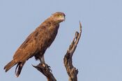 Brown Snake Eagle (11914065625).jpg