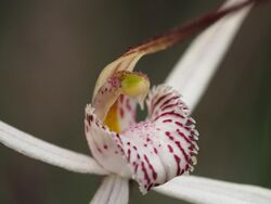 Caladenia polychroma 03.jpg