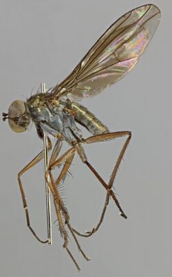 Campsicnemus curvipes, Wepre, North Wales, July 2013 2 (16709912099).jpg