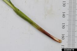 Carex arctata InsectImages 5548479.jpg