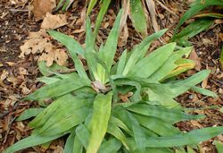 Carex platyphylla kz1.jpg