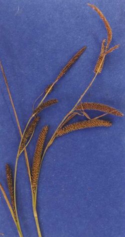 Carexangustata.jpg