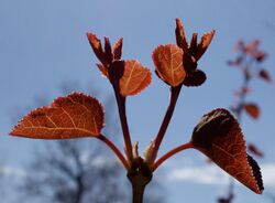 Cercidiphyllum japonicum leaves.jpg