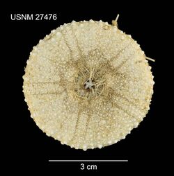 Chaetodiadema pallidum (USNM 27476) 001.jpeg