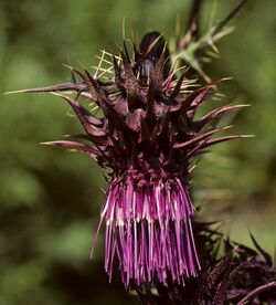 Cirsium vinaceum.jpg