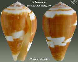 Conus babaensis 1.jpg