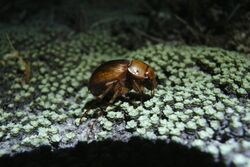 Cromwell chafer beetle.jpg