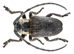 Crossotus argenteus Hintz, 1912.png