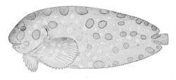 Crystallichthys cyclospilus.jpg