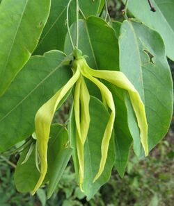 Desmos lawii - Sahyadri Ylang-Ylang 07.jpg