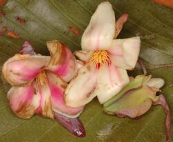 Dipterocarpus bourdilloni flowers.jpg