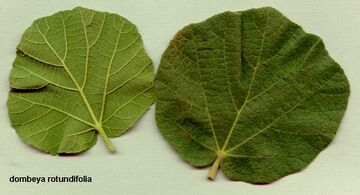 Dombeya rotundifolia-leaves.jpg