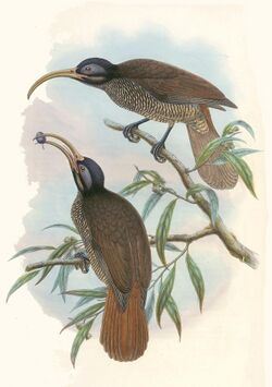 Drepanornis bruijnii - The birds of New Guinea (cropped).jpg