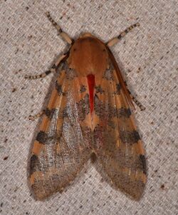 Edwards' Glassy-wing Moth Pseudohemihyalea edwardsii (21735061828).jpg