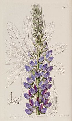 Edwards's botanical register (Plate 31) (7949443598).jpg