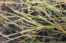 Ephedra trifurca.jpg