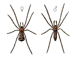 Episinus truncatus.png