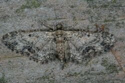 Eupithecia inturbata1.jpg