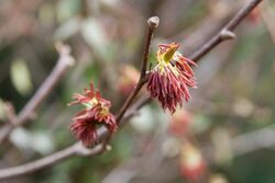 Euptelea polyandra 03.jpg